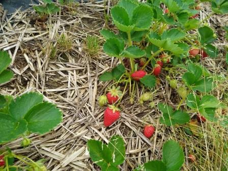 Les GS, CP et CE1 d'Agnès et Anne-Marie en visite chez un producteur de fruits et de légumes.