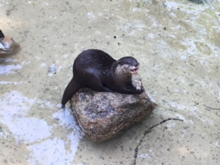 GS/CP AU ZOO DE JURQUES