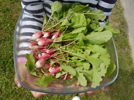 Dégustation de nos radis ! Dégustation de nos radis !