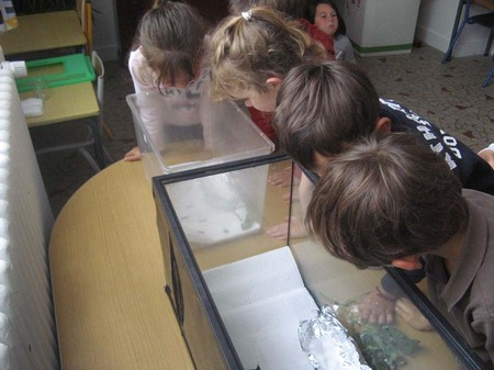 Un élevage avec les CP Un élevage avec les CP