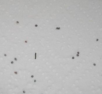 Naissance et premiers pas le même jour ! Naissance et premiers pas le même jour !