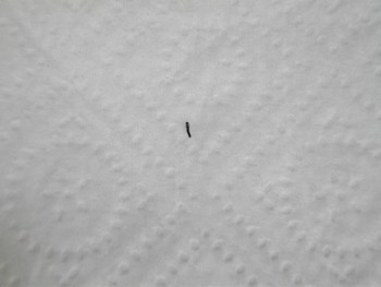 Naissance et premiers pas le même jour ! Naissance et premiers pas le même jour !