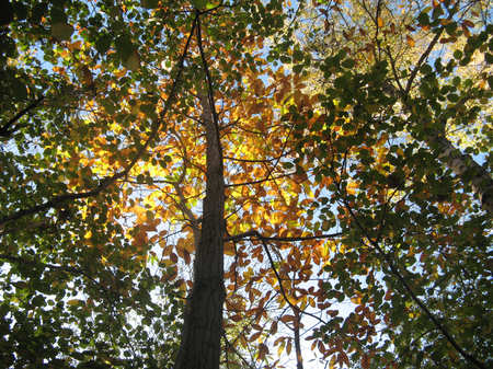 Promenons-nous dans les bois...