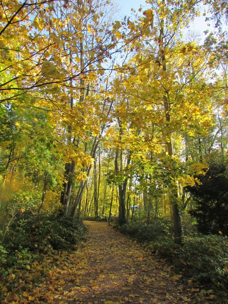 Promenons-nous dans le bois...