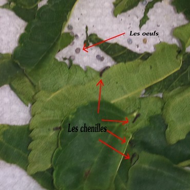 Premières observations Premières observations