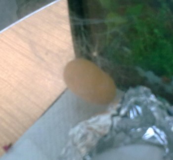Surprise dans le vivarium Surprise dans le vivarium