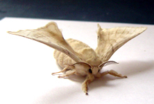 Premier papillon Premier papillon