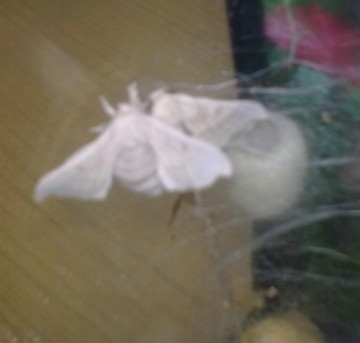 Second papillon Second papillon