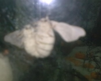 Second papillon