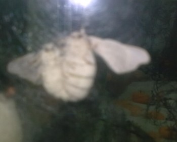 Second papillon Second papillon