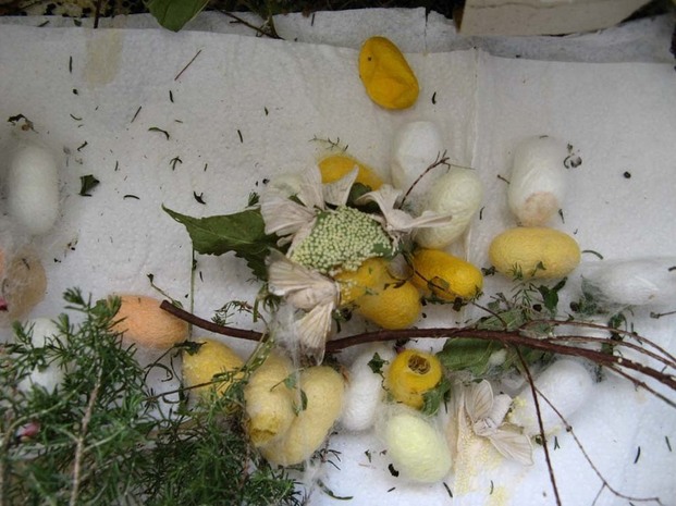 la dernière étape de notre élevage est atteinte. Il s'agit de la ponte. Après leur sortie des cocons, les Bombyx se sont accouplés  et quelques jours plus tard, les femelles ont pondu des oeufs.