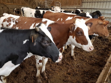 Visite de la ferme Vergy Visite de la ferme Vergy