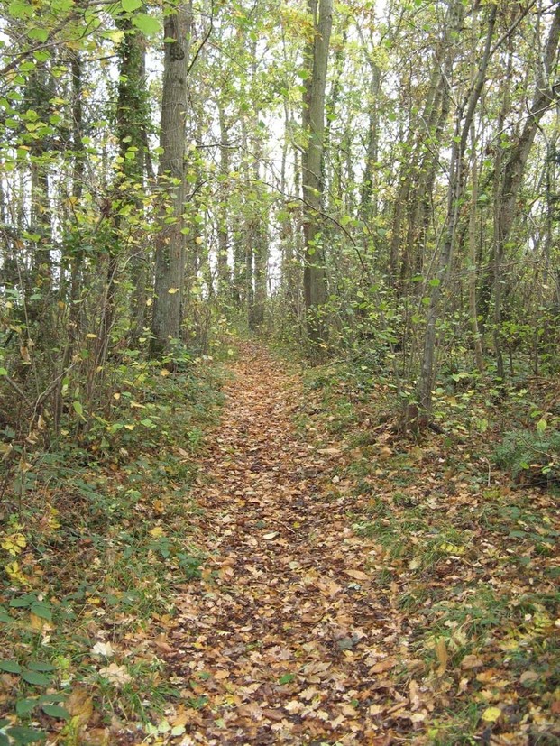 Nous nous sommes promenés dans les chemins, où nous avons pu ramasser feuilles, fruits, mousse, fougères, branchages, etc...