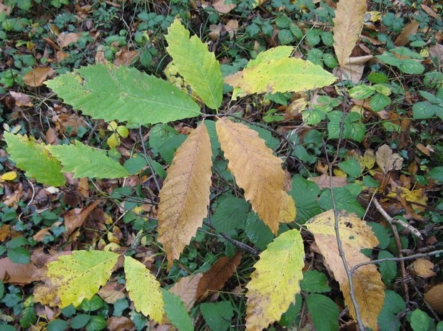 Le bois nous a montré de très belles couleurs d'automne.