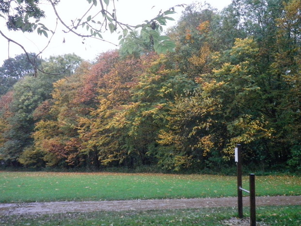 Promenons-nous dans le bois...