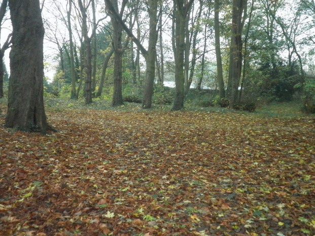 Promenons-nous dans le bois...