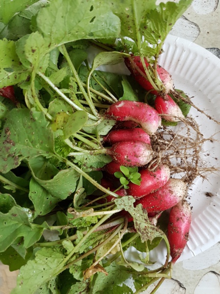 Dégustons nos radis ! Dégustons nos radis !