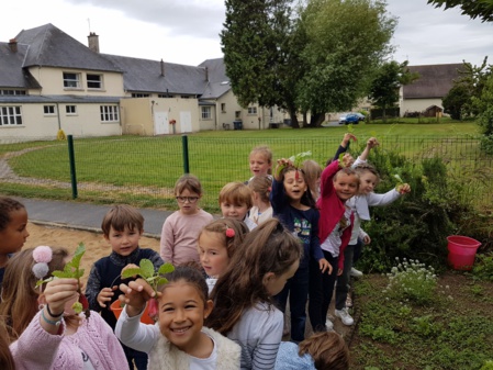 Dégustons nos radis ! Dégustons nos radis !