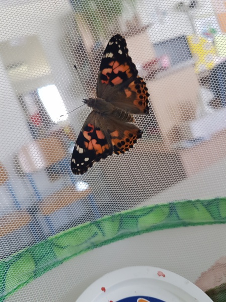 Une histoire de....Papillons! Une histoire de....Papillons!