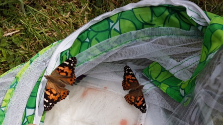Une histoire de....Papillons! Une histoire de....Papillons!