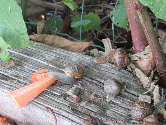 Petit escargot,porte sur son dos,sa maisonnette ... Petit escargot,porte sur son dos,sa maisonnette ...