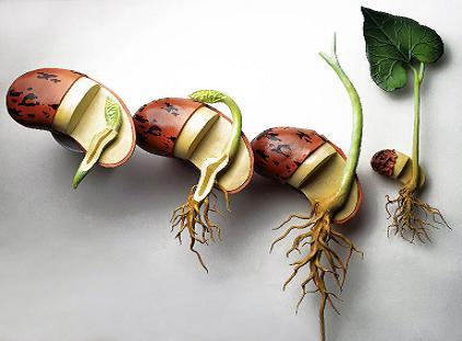 Petites expériences sur la germination Petites expériences sur la germination