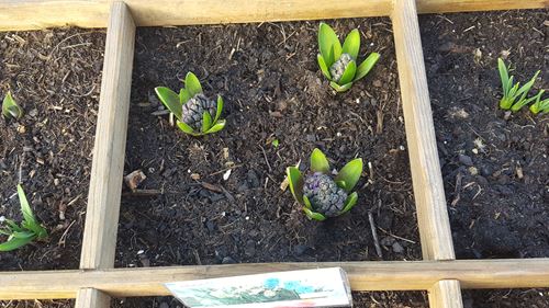 Silence, ça pousse ! Silence, ça pousse !