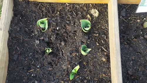 Silence, ça pousse ! Silence, ça pousse !