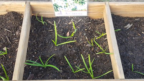 Silence, ça pousse ! Silence, ça pousse !