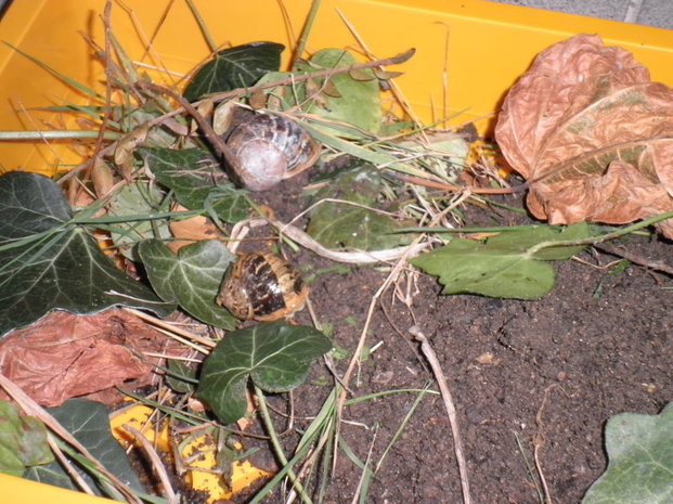 Les escargots Les escargots