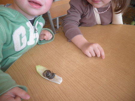 Les escargots Les escargots