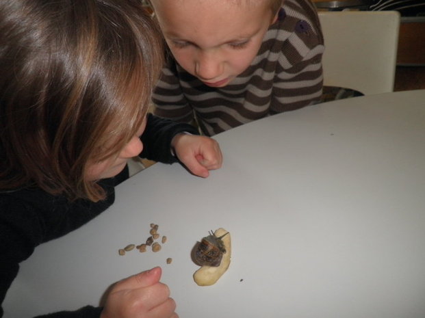 Les escargots Les escargots