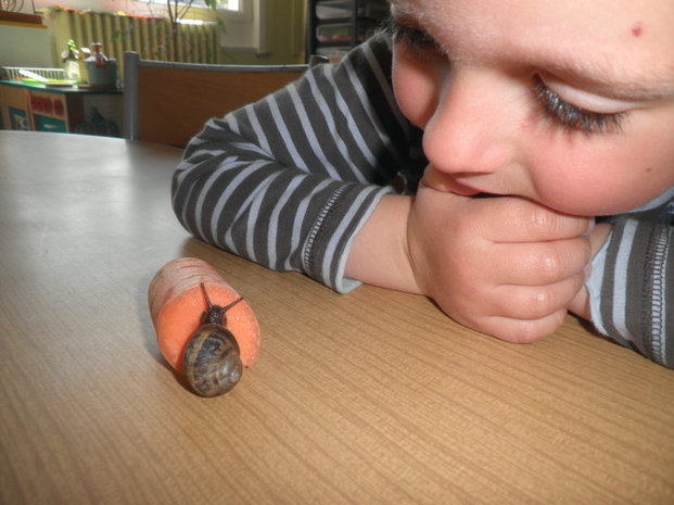 Les escargots Les escargots