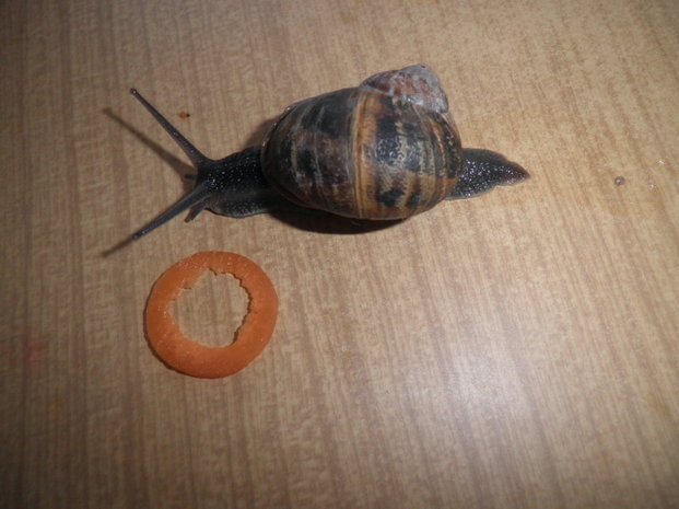 Les escargots Les escargots