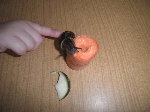 Les escargots Les escargots