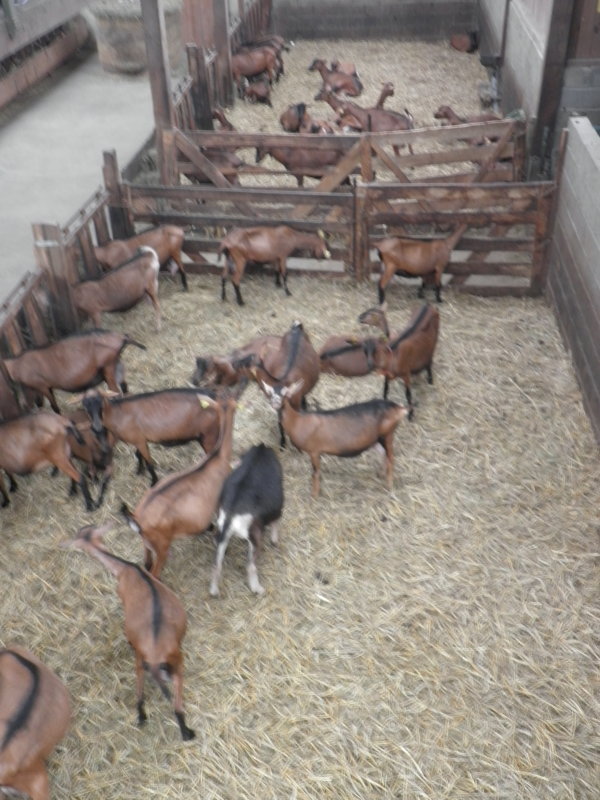 Visite à la chèvrerie. Visite à la chèvrerie.