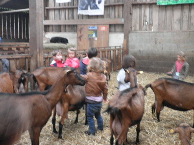 Visite à la chèvrerie. Visite à la chèvrerie.
