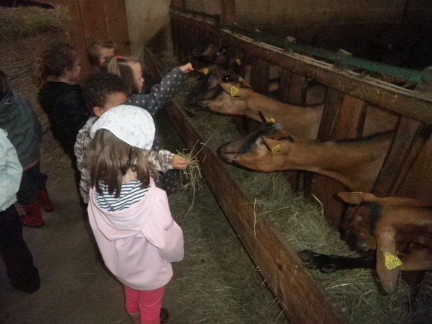 Visite à la chèvrerie. Visite à la chèvrerie.