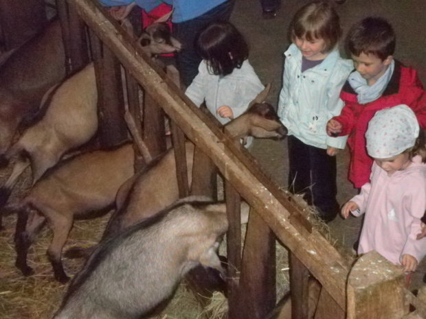 Visite à la chèvrerie. Visite à la chèvrerie.