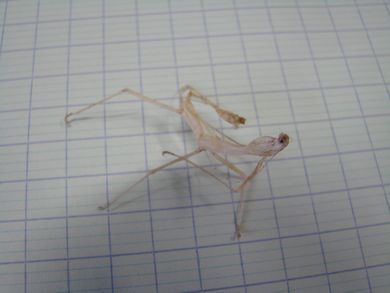 Des nouvelles de nos phasmes Des nouvelles de nos phasmes