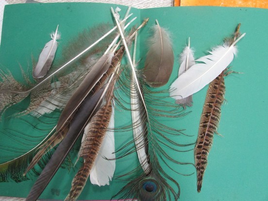 A la découverte des oiseaux ... A la découverte des oiseaux ...