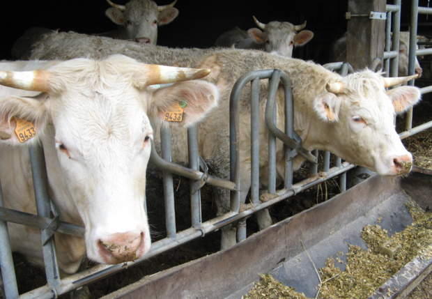 Sortie à la ferme