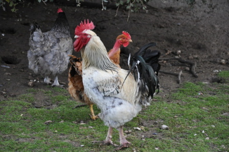 Visite de la ferme