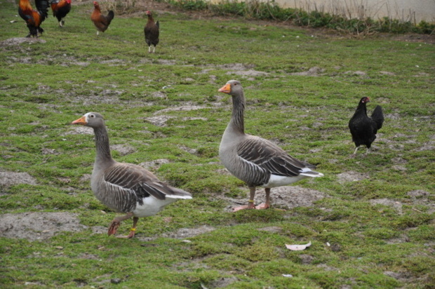 Visite de la ferme