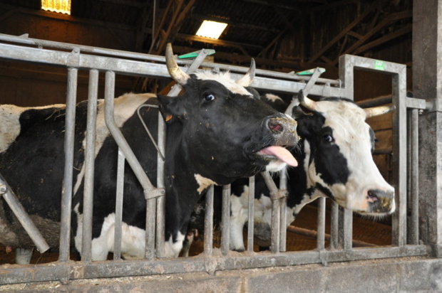 Visite de la ferme