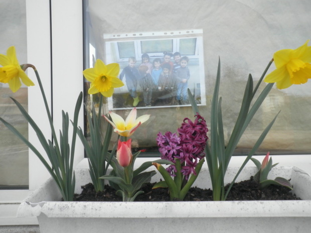 Jardinage et fleurs de printemps