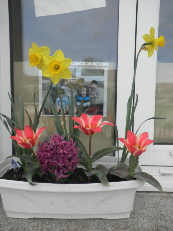 Jardinage et fleurs de printemps