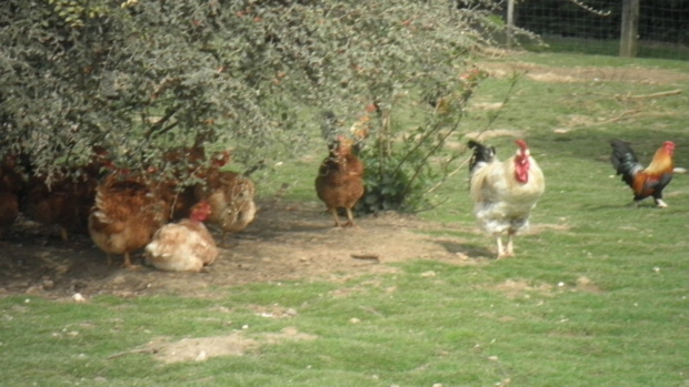 Les poussins ont grandi.