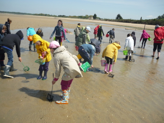 Les CP/CE1 découvrent la pêche à pied...