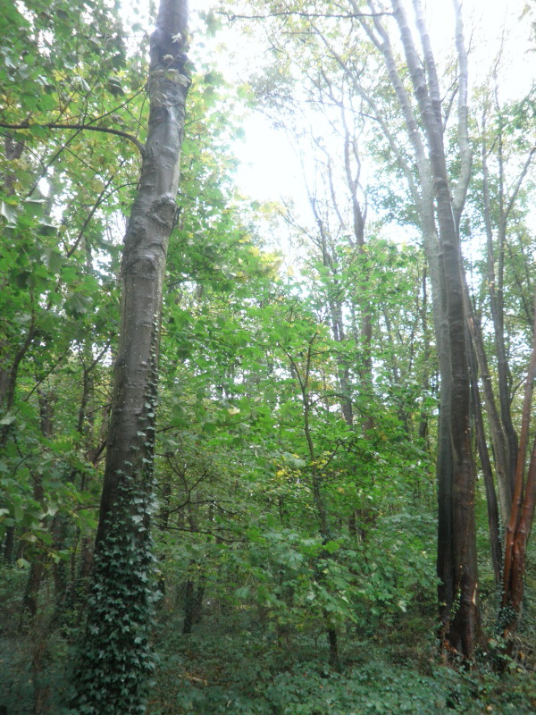 Promenons-nous dans le bois...